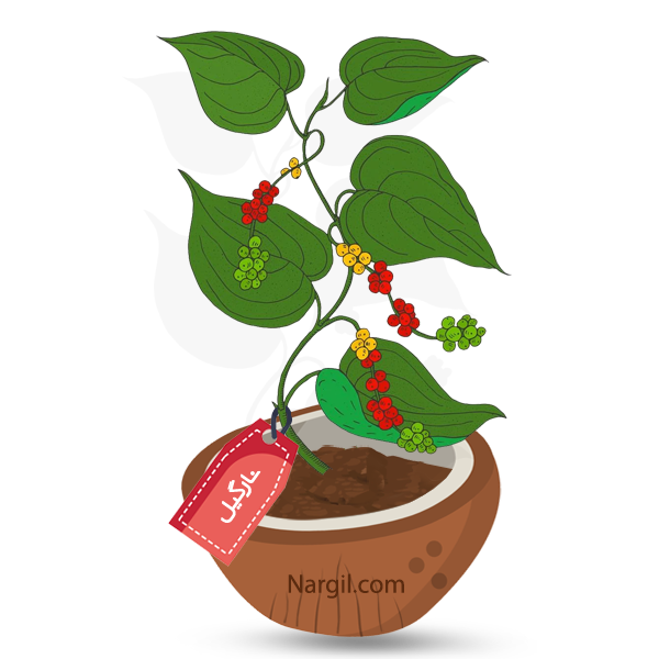 Nargil_Piper Nigrum